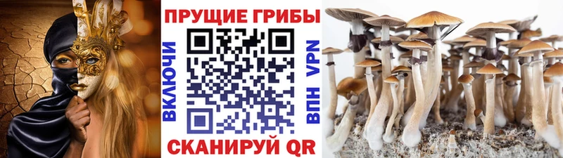 Псилоцибиновые грибы прущие грибы  купить закладку  Новомичуринск 